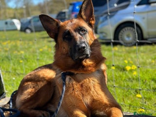 German Shepherd dogs ****UPCOMING LITTER*** - Advert 2