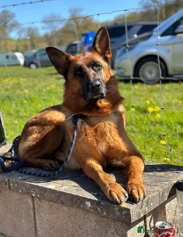 German Shepherd dogs ****UPCOMING LITTER*** - Advert 1