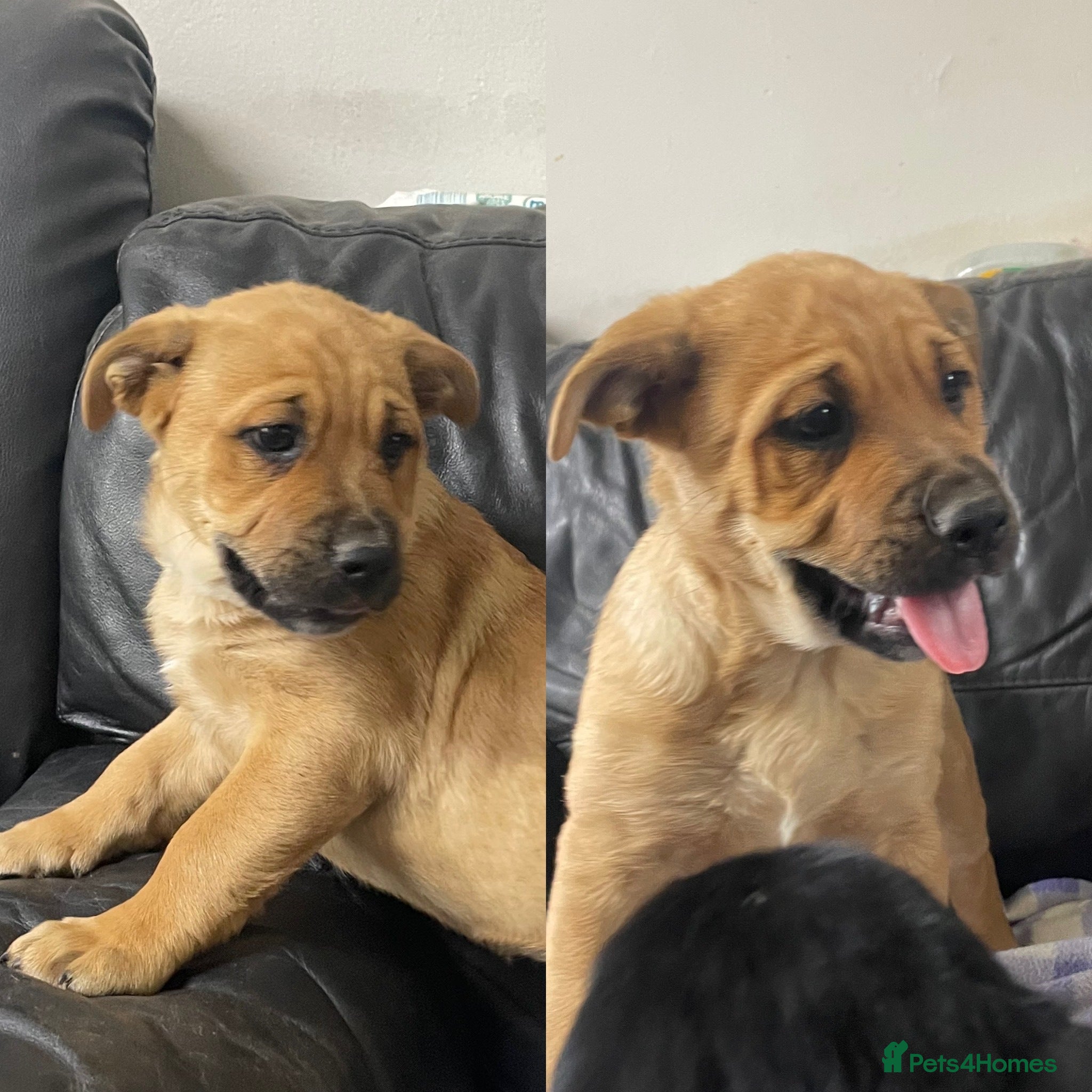 Mixed Breed dogs German shepherd x Staff litter - super friendly - Advert 2
