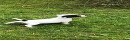 Jack Russell dogs for sale: Jack Russell Puppies For Sale - Advert 2