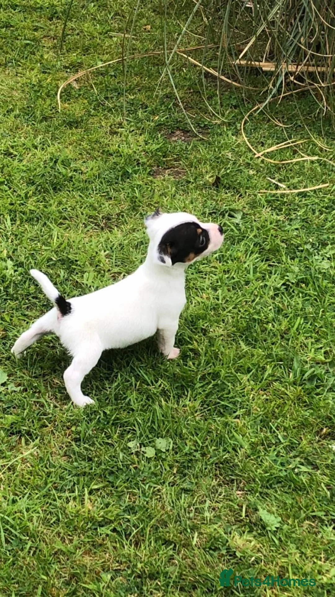 Jack Russell dogs for sale: Jack Russell Puppies For Sale - Advert 2