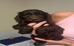 Cockapoo dogs for sale: Ready to leave Minature F1 PRA clear cockapoo pups - Image 25