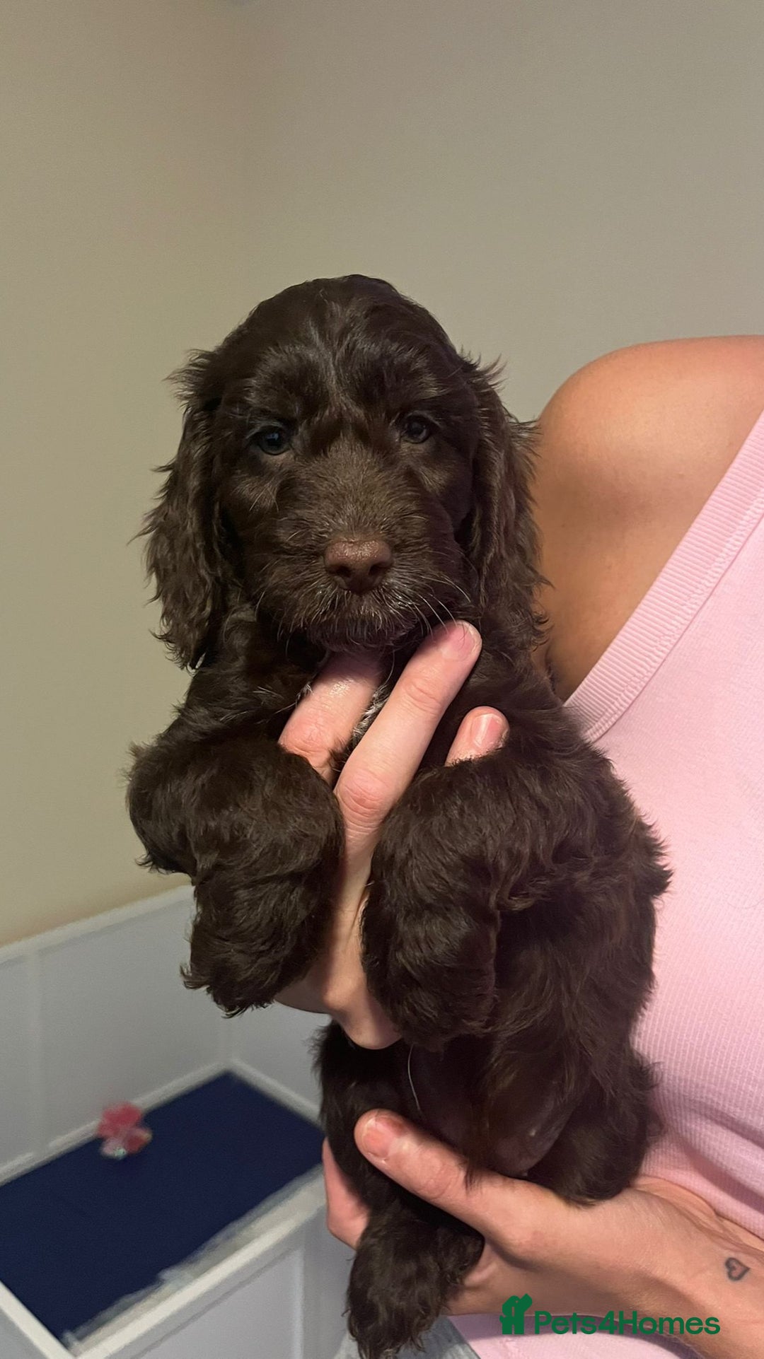 Cockapoo dogs for sale: Ready to leave Minature F1 PRA clear cockapoo pups - Image 25