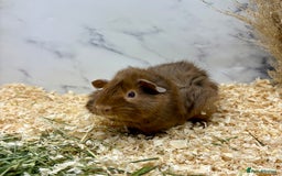 Guinea Pig rodents for sale: Multiple Baby Girls available 💗  - Image 3