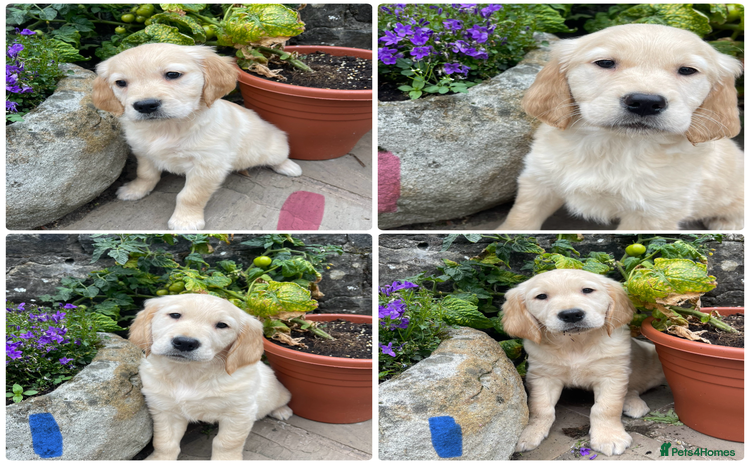 Golden Retriever dogs - Advert 4
