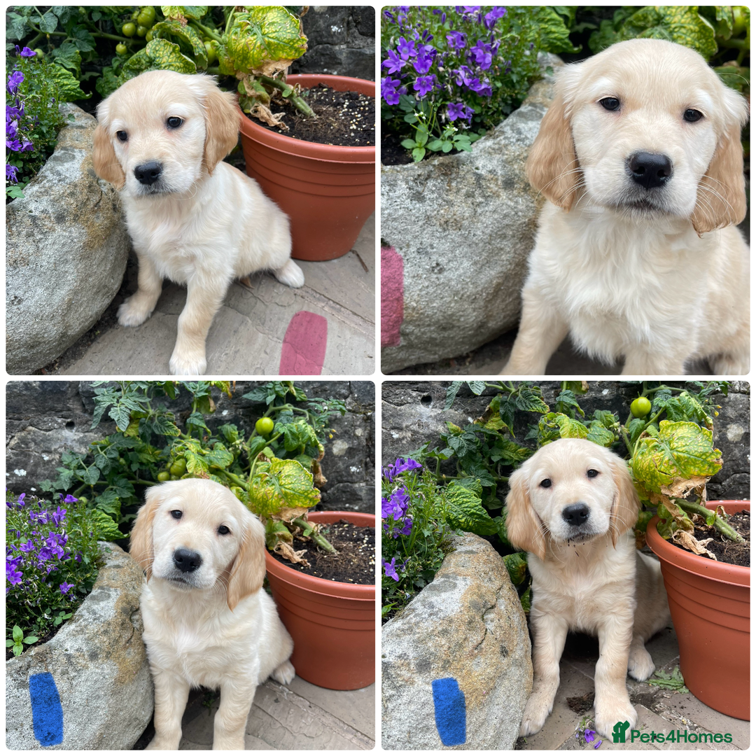 Golden Retriever dogs for sale: Beautiful litter of KC reg Golden Retriever pups  - Image 1