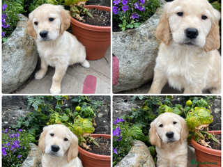 Golden Retriever dogs - Advert 10