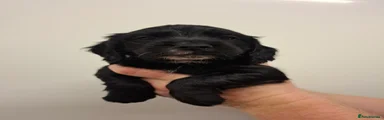 Cocker Spaniel 4