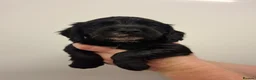 Cocker Spaniel dogs for sale: Black cocker spaniel puppies  - Advert 6