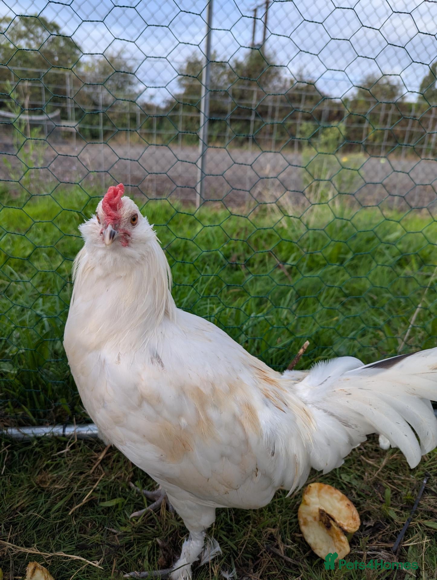 Chickens poultry Mixed Emerald and Bantam Sablepoot cockerel - Advert 2