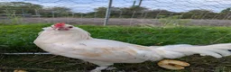Chickens poultry for sale: Mixed Emerald and Bantam Sablepoot cockerel in Clevedon - Advert 1