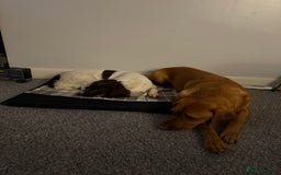 English Springer Spaniel dogs for sale: Fully trained ESS - Image 9