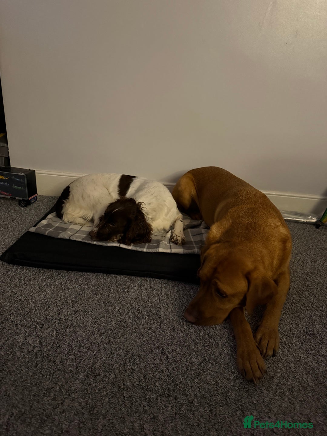 English Springer Spaniel dogs for sale: Fully trained ESS - Image 9