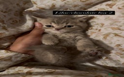 British Shorthair cats for sale: RARE lilac spot/blue British shorthair kittens - Image 11