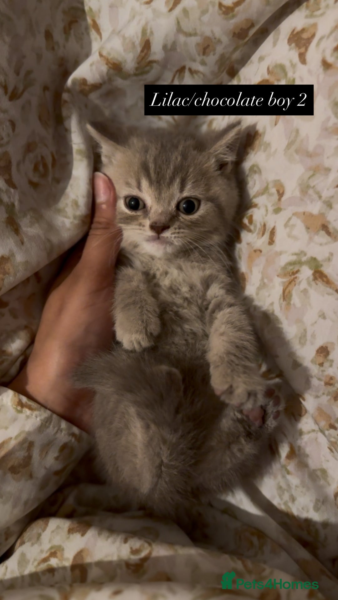 British Shorthair cats for sale: RARE lilac spot/blue British shorthair kittens - Image 11