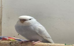 Budgerigars birds for sale: Budgies - Image 4