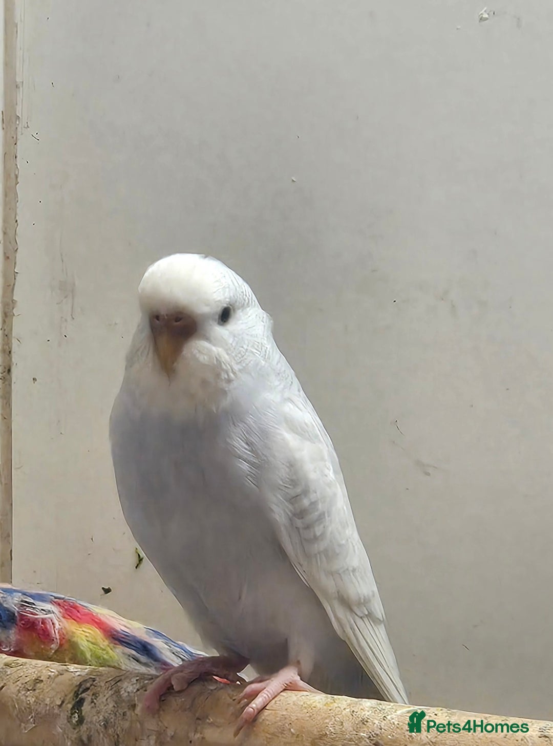 Budgerigars birds for sale: Budgies - Image 4