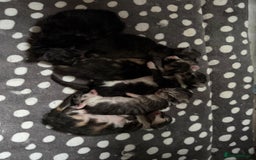 Maine Coon cats for sale: Maine Coon Kittens - Image 9
