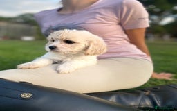 Cavachon dogs for sale: Cavachon puppies  - Image 8