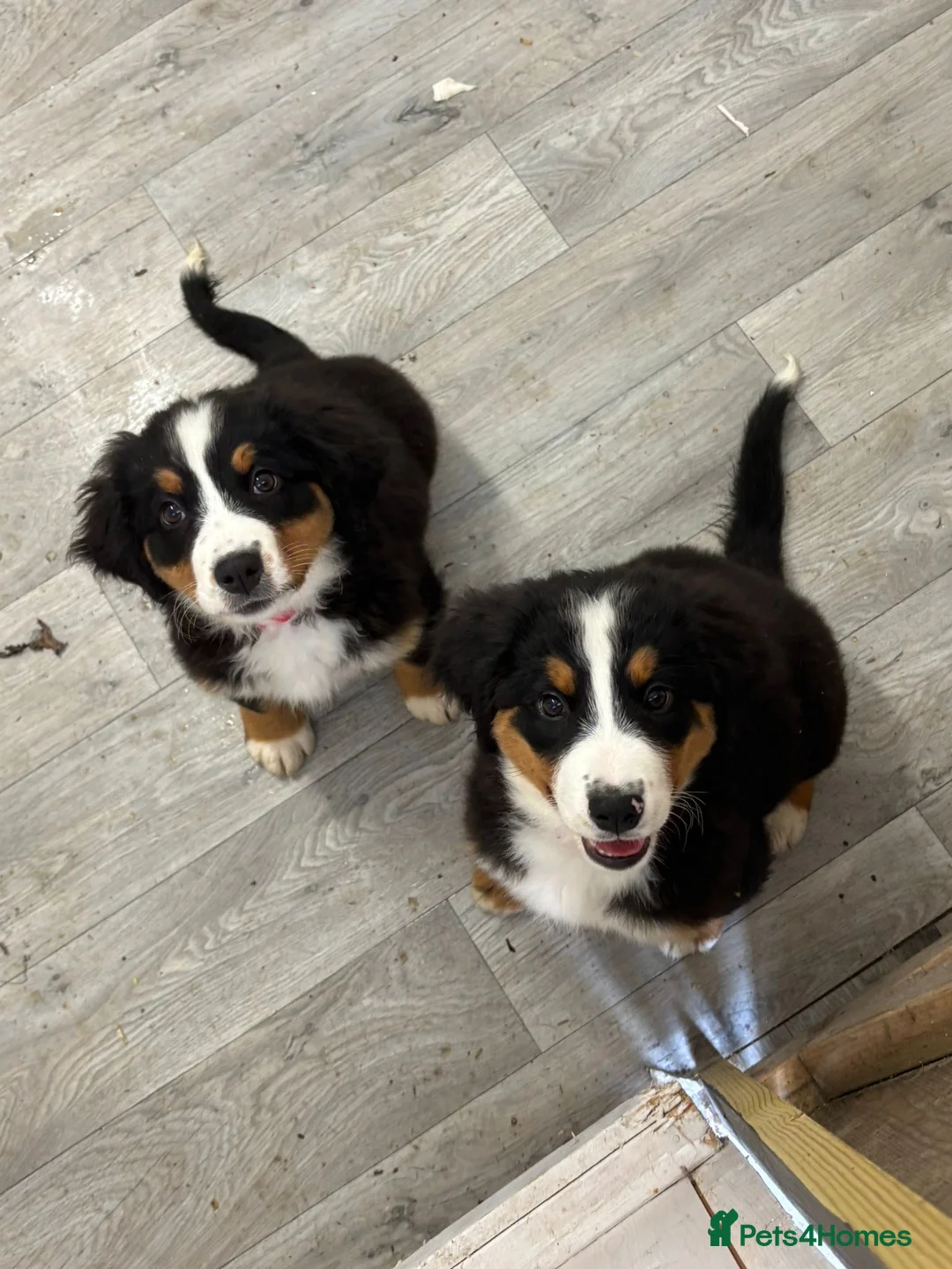 Bernese Mountain Dog dogs for stud: Outstanding kc reg Bernese mountain dog stud - Advert 27