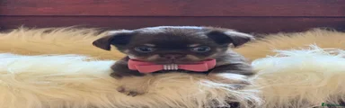 Chihuahua 3