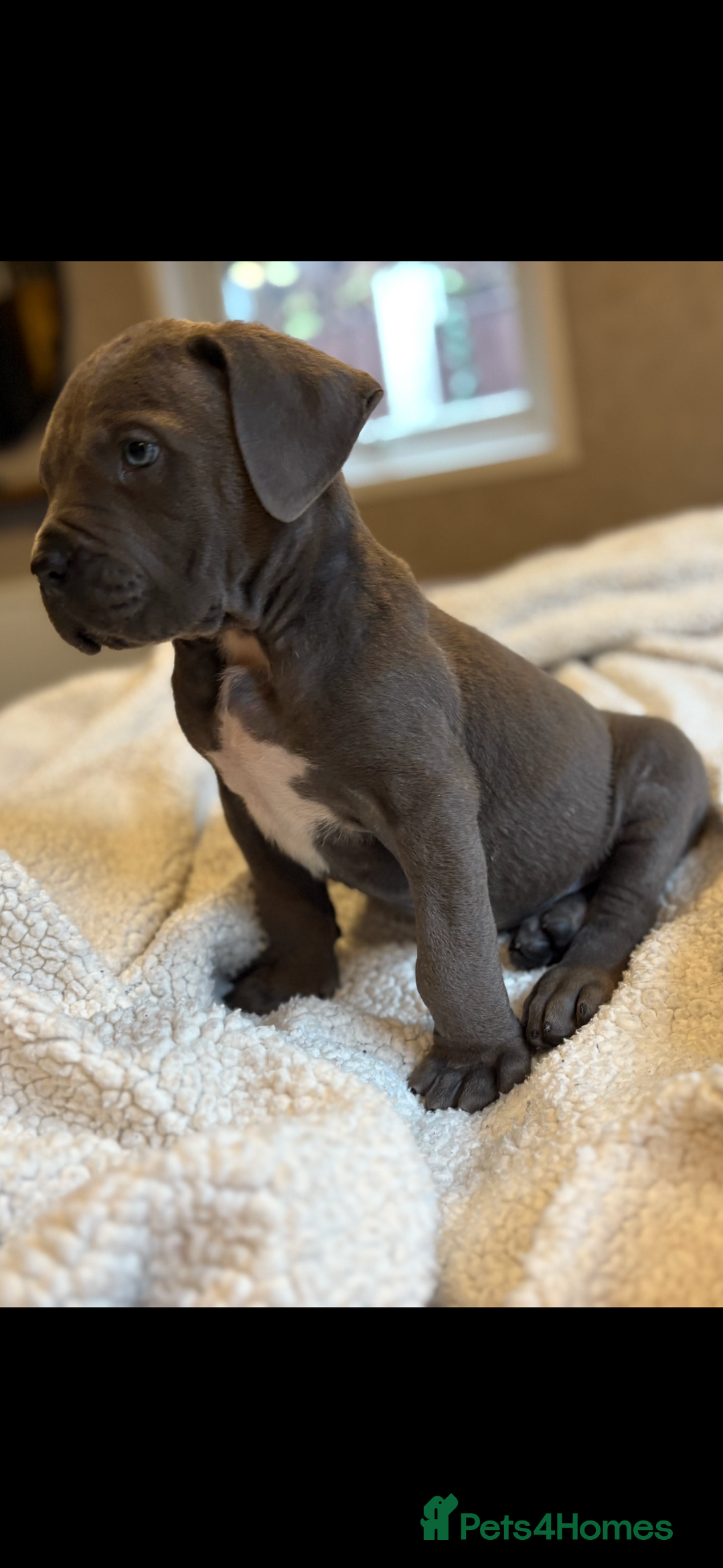 Boerboel dogs for sale: EXCEPTIONAL NABBR REGISTERED PUPPIES!  - Image 1