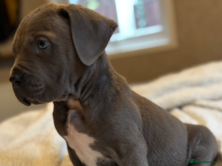 Boerboel dogs - Advert 1