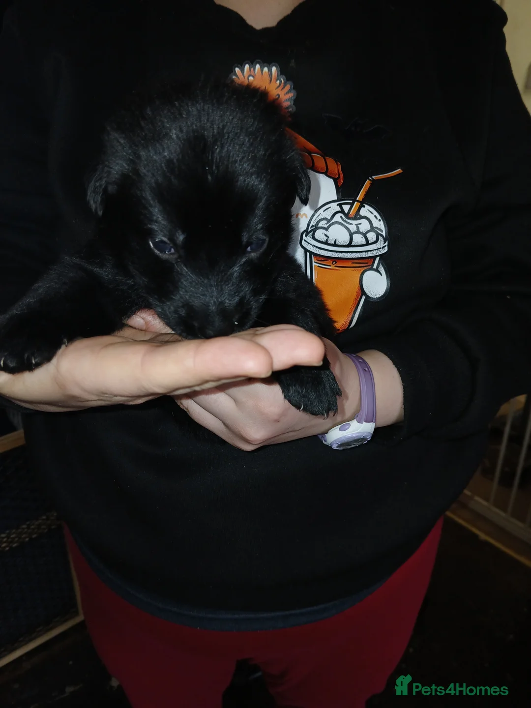 German Shepherd dogs for sale: German shepards puppies - Advert 19