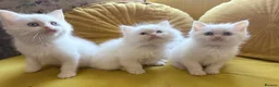 Mixed Breed cats for sale: Ragdoll x Persian  - Advert 8