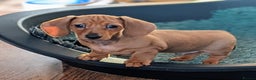 Miniature Dachshund dogs for sale: CH sired PRA IVDD mini smooth haired Dachshunds   - Advert 8