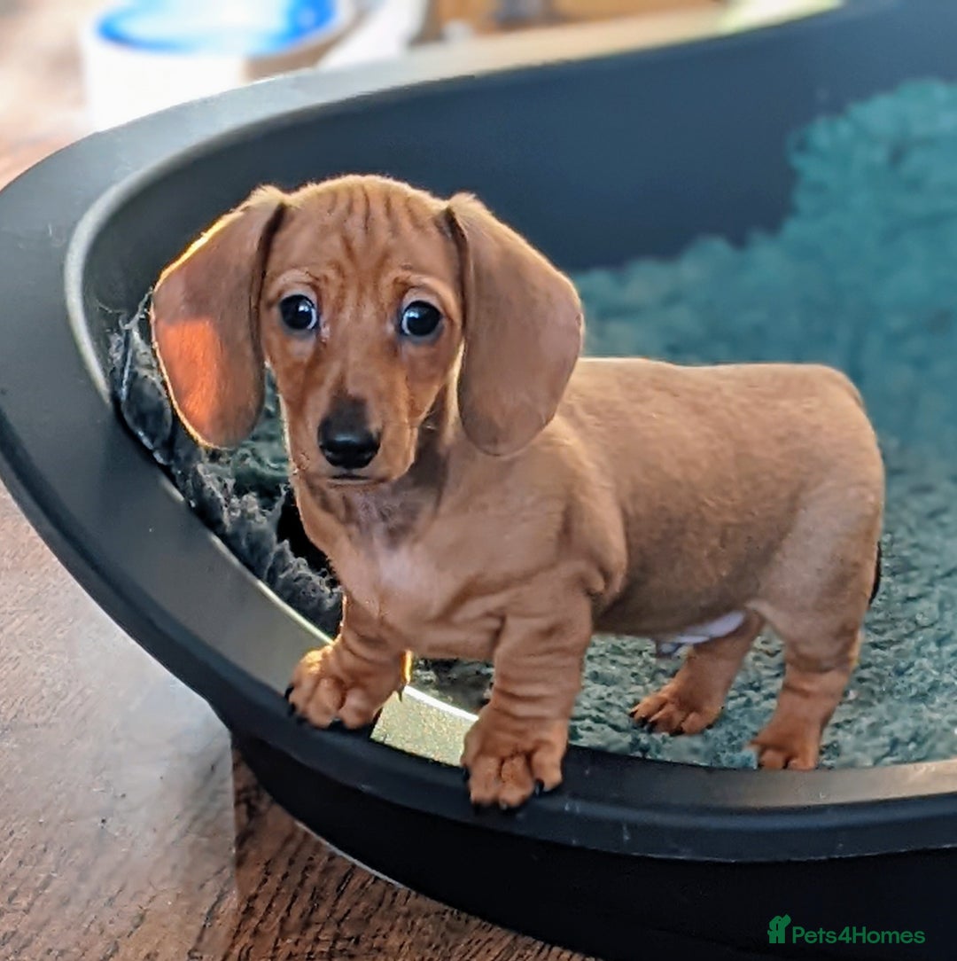 Miniature Dachshund dogs for sale: CH sired PRA IVDD mini smooth haired Dachshunds   - Advert 8