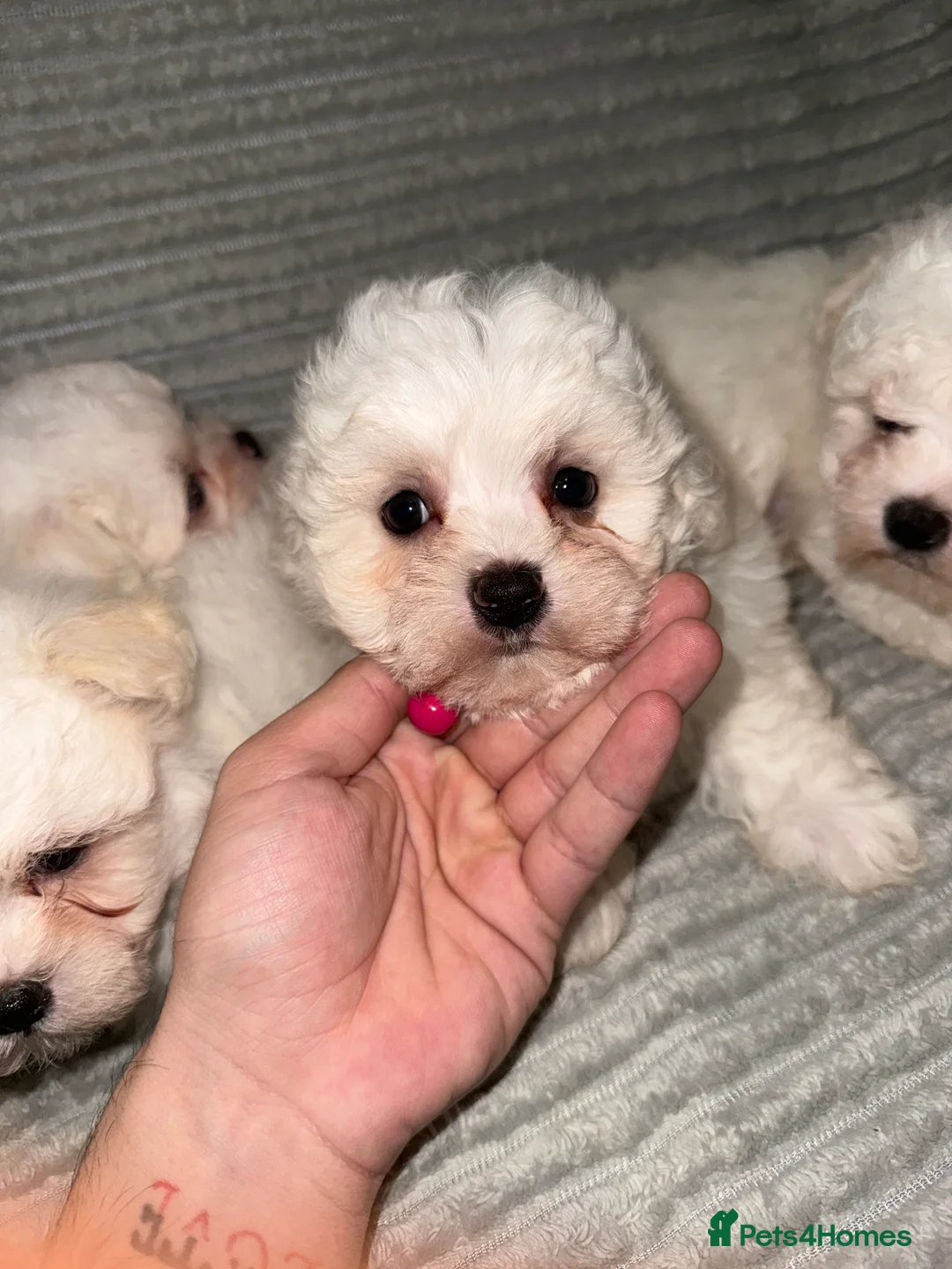 Bichon Frise dogs for sale: 2little bichon frise looking for a new home❤️🩷💚 - Advert 12