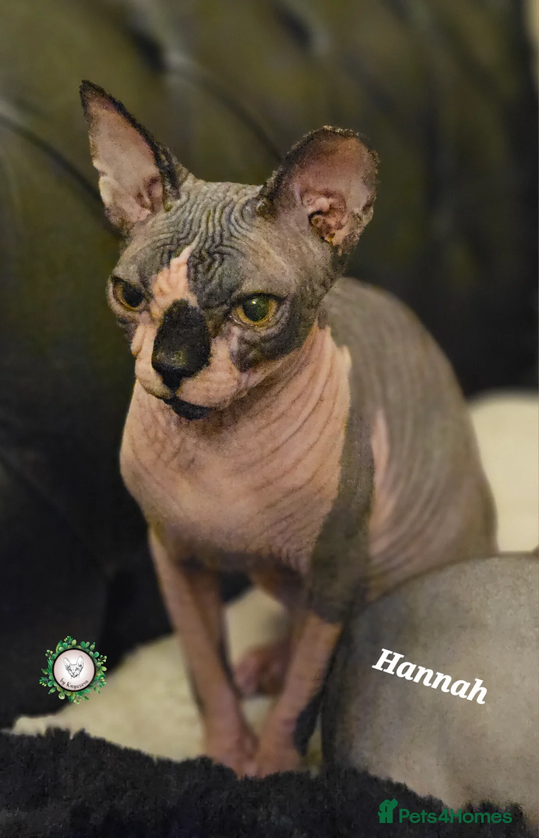 Sphynx cats for sale: Beautiful Canadian Sphynx Champion father line ❤️  - Advert 2