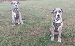 Mixed Breed dogs for sale: Cane Corso x Presa De Canario in Mexborough - Image 1