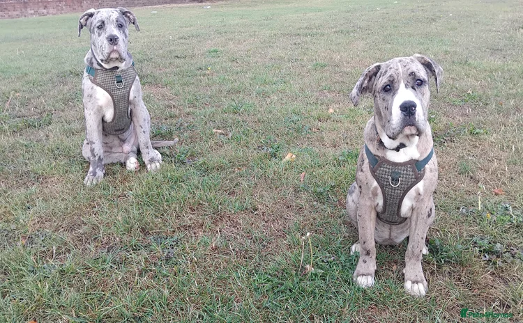 Mixed Breed dogs in Mexborough - Advert 1