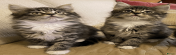 Maine Coon cats for sale: Three adorable Maine Coon Kittens For Sale  - Advert 21