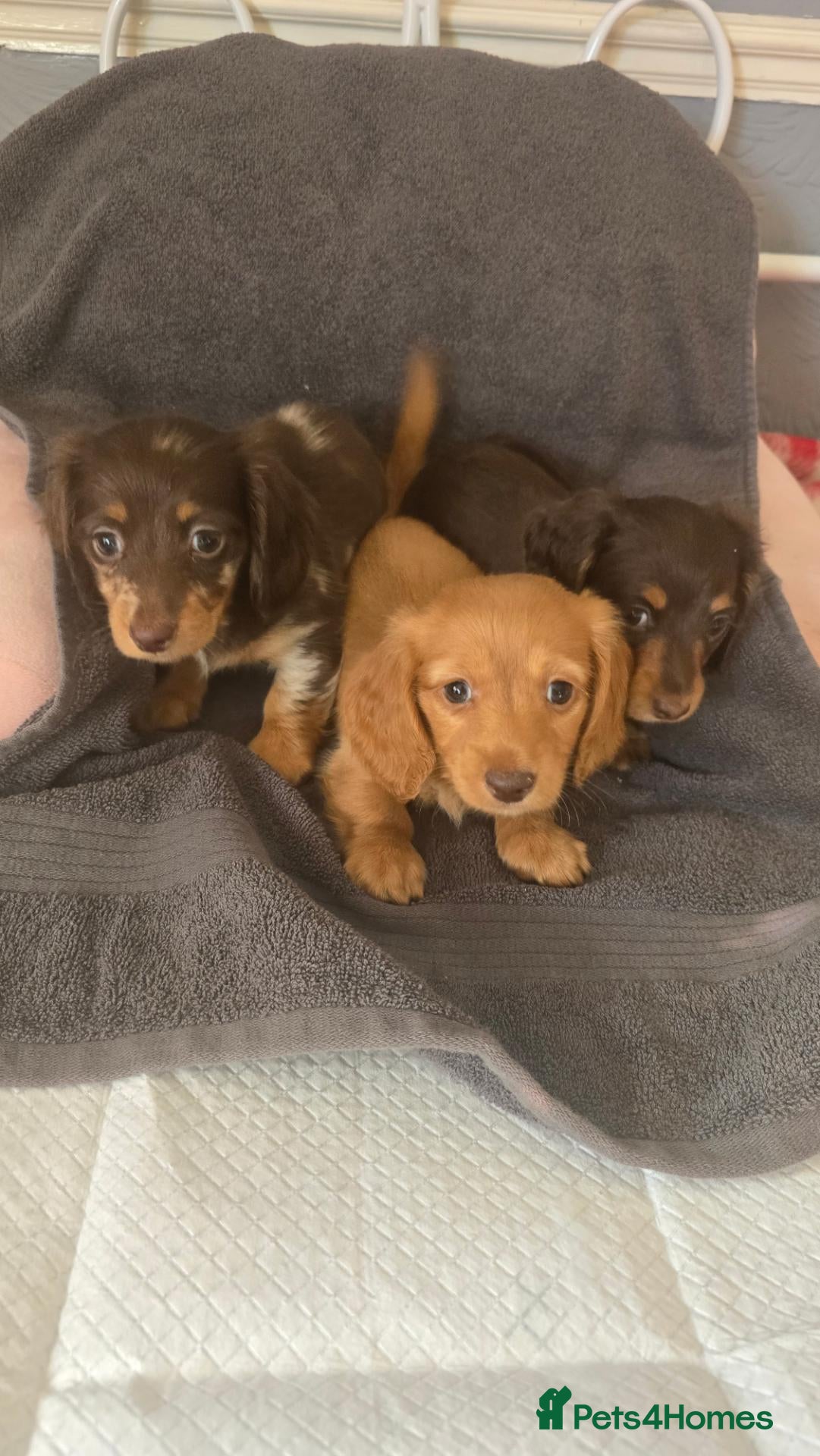 Dachshund dogs Miniature long haired  - Advert 1