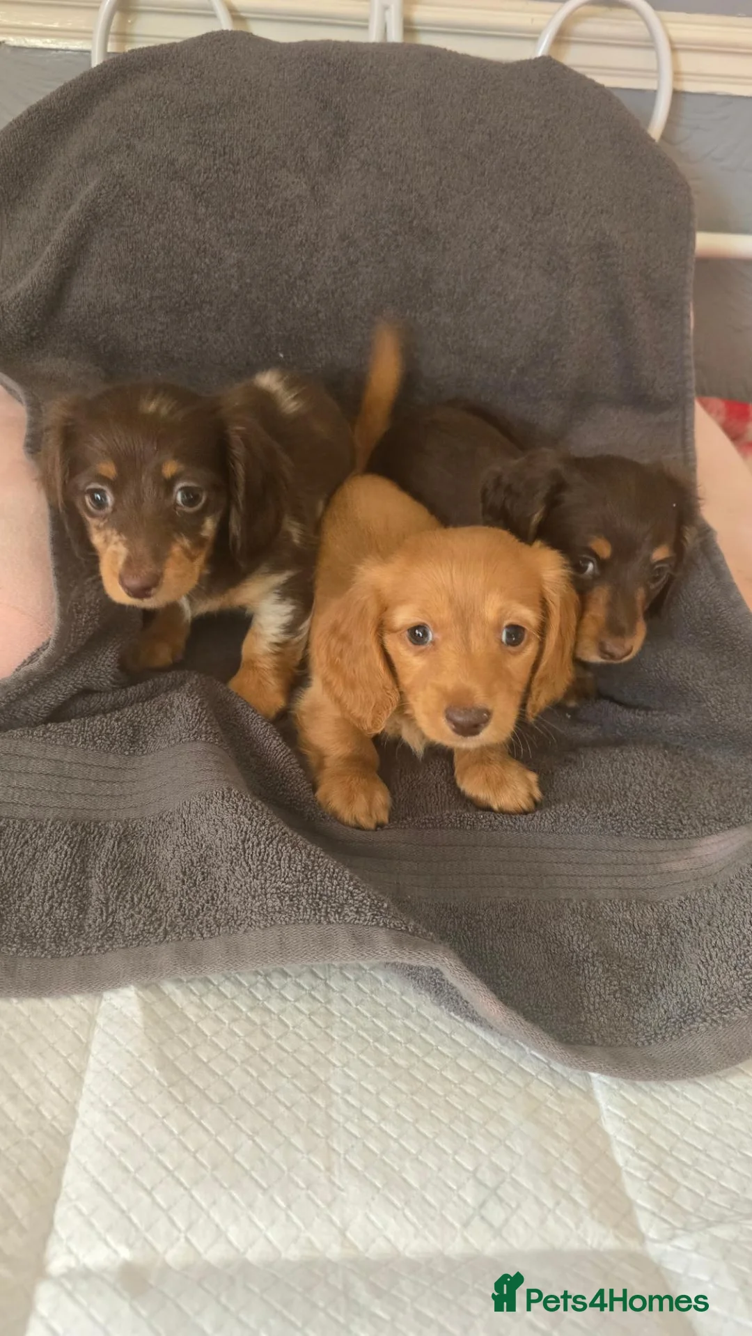 Dachshund dogs for sale: Miniature long haired  - Advert 1
