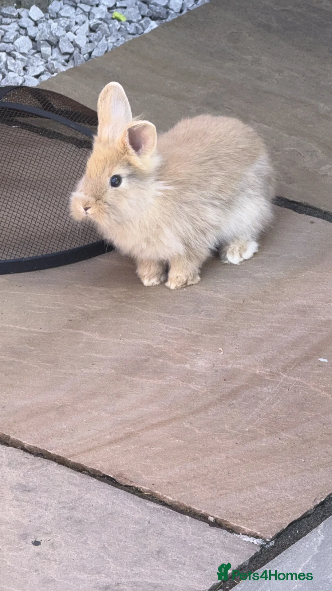 Lionhead rabbits for sale: 2 female rabbits  - Advert 2