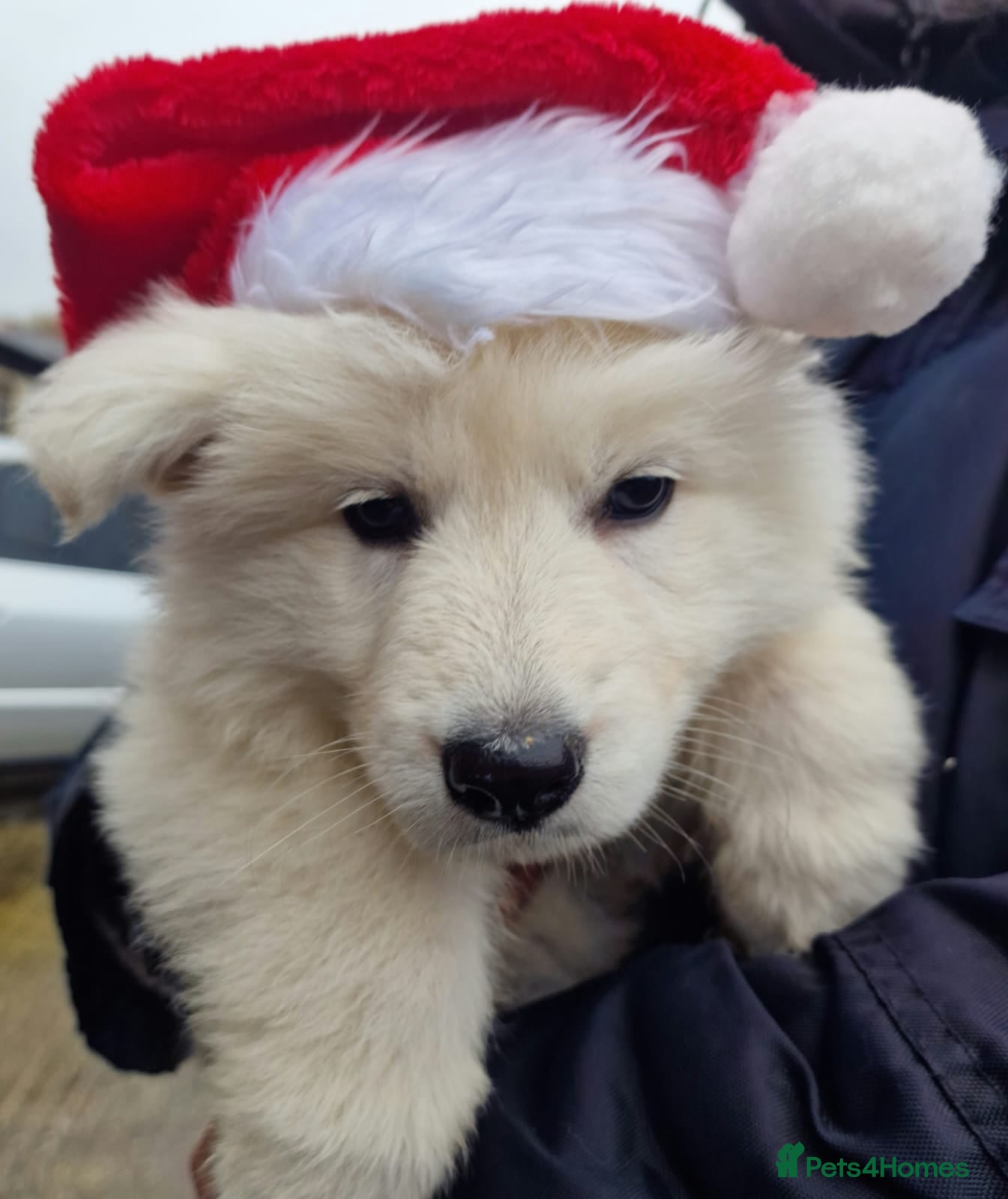 White Swiss Shepherd dogs ✨KC Reg Long Coat Swiss Shepherds– Champion Lines✨ - Advert 1