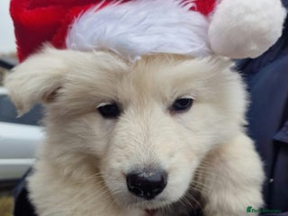 White Swiss Shepherd dogs ✨KC Reg Long Coat Swiss Shepherds– Champion Lines✨ - Advert 6