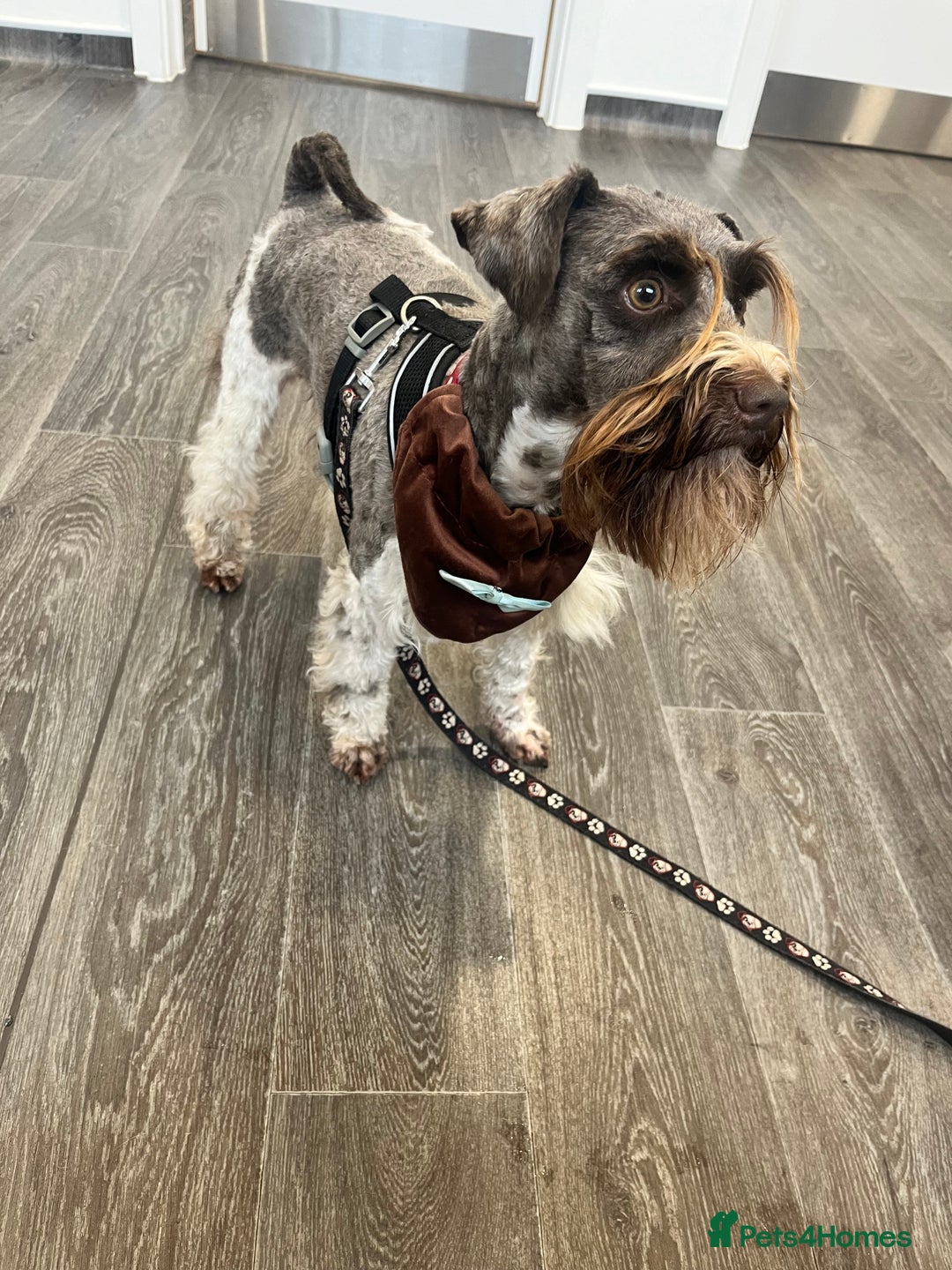 Miniature Schnauzer dogs for stud: KCChoc/White Miniature Schnauzer Stud MAC BVACLEAR in Coventry - Advert 7