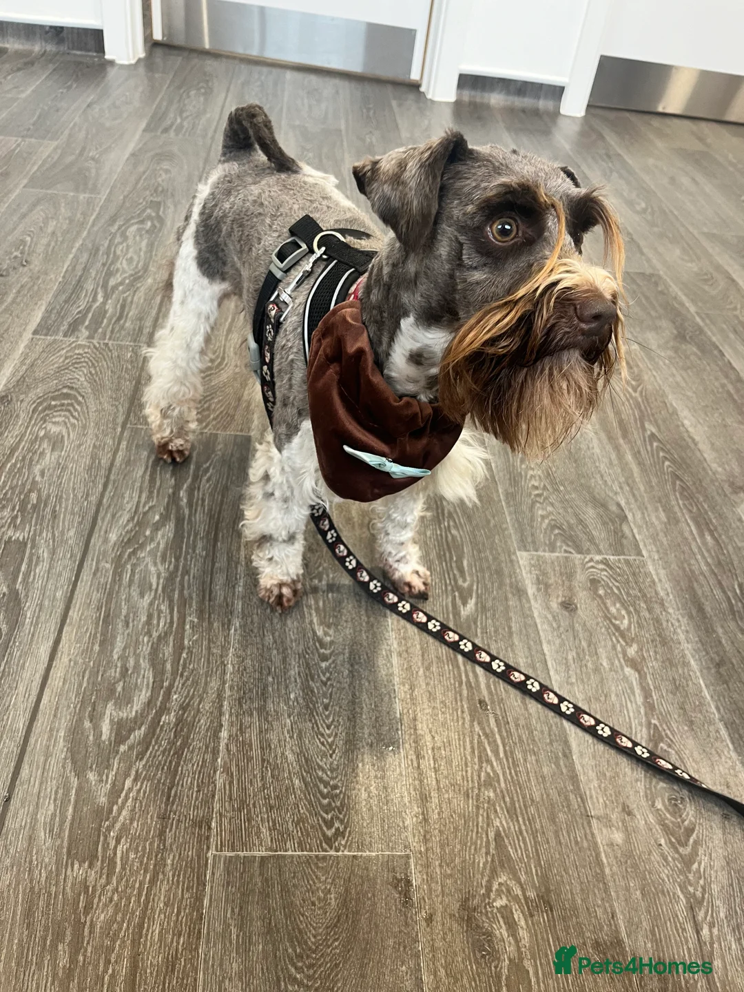 Miniature Schnauzer dogs for stud: KCChoc/White Miniature Schnauzer Stud MAC BVACLEAR in Coventry - Advert 7