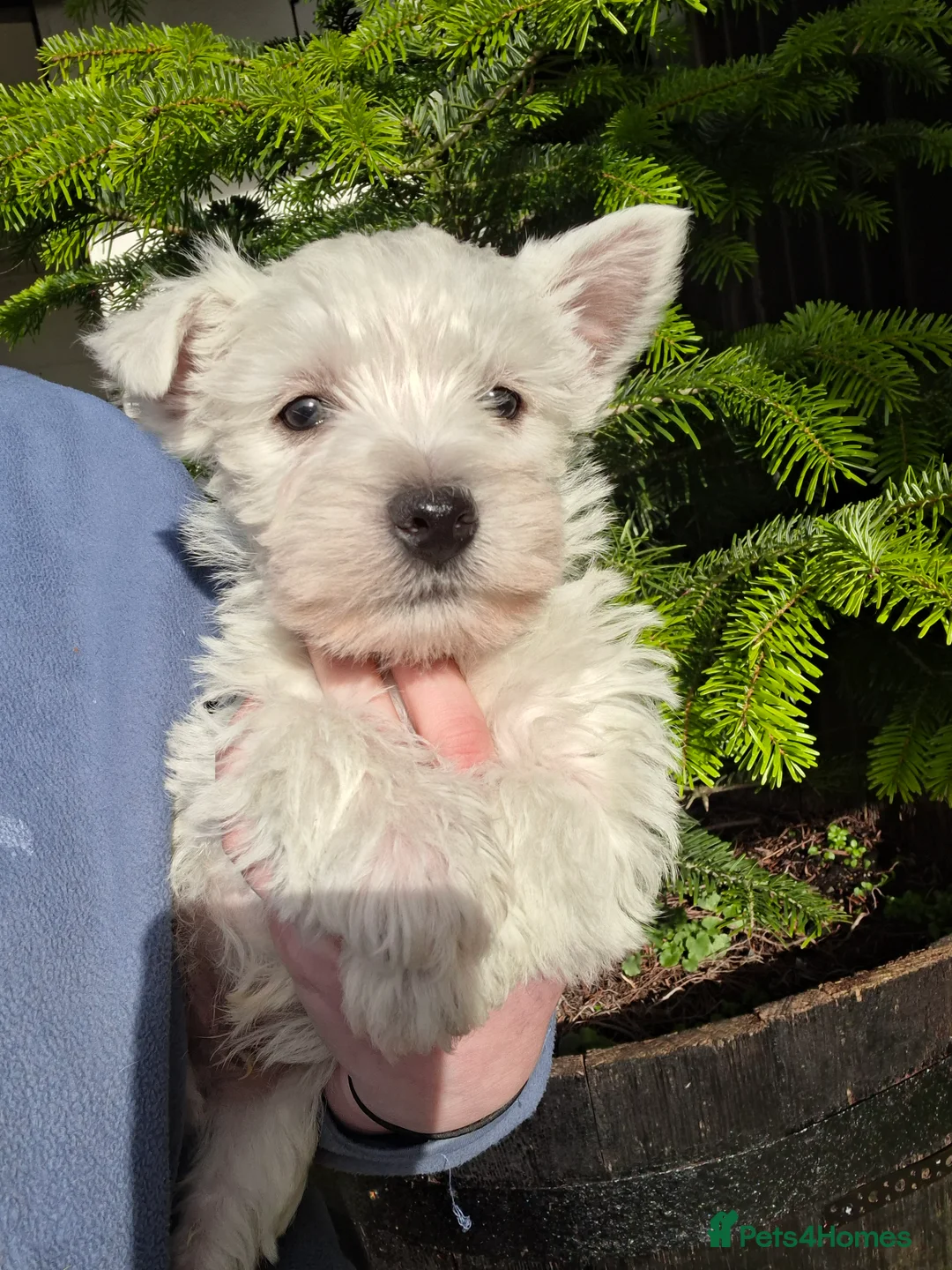 West Highland Terrier dogs for sale: Beautiful westies available - Advert 3