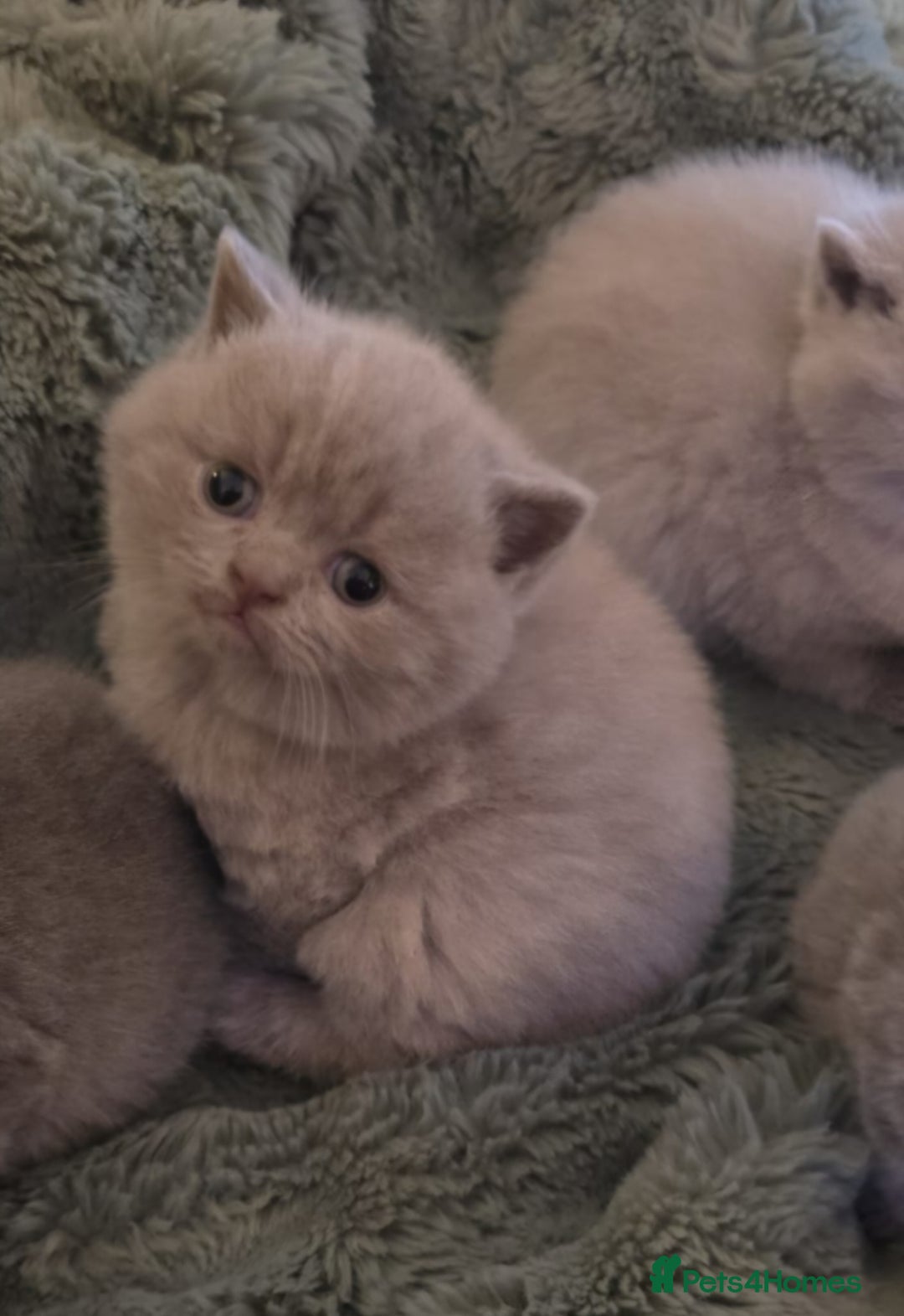 British Shorthair cats for sale: Pedigree British Shorthair Kittens- Lilac & Bluess - Advert 9