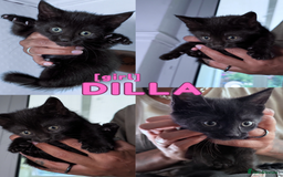 Mixed Breed cats for sale: READY NOW - 1/4 Maine Coon Kittens - Image 6