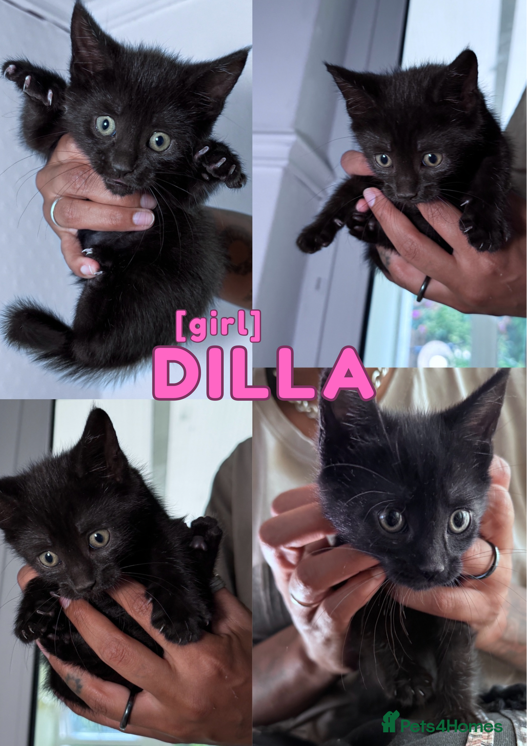 Mixed Breed cats for sale: READY NOW - 1/4 Maine Coon Kittens - Image 6