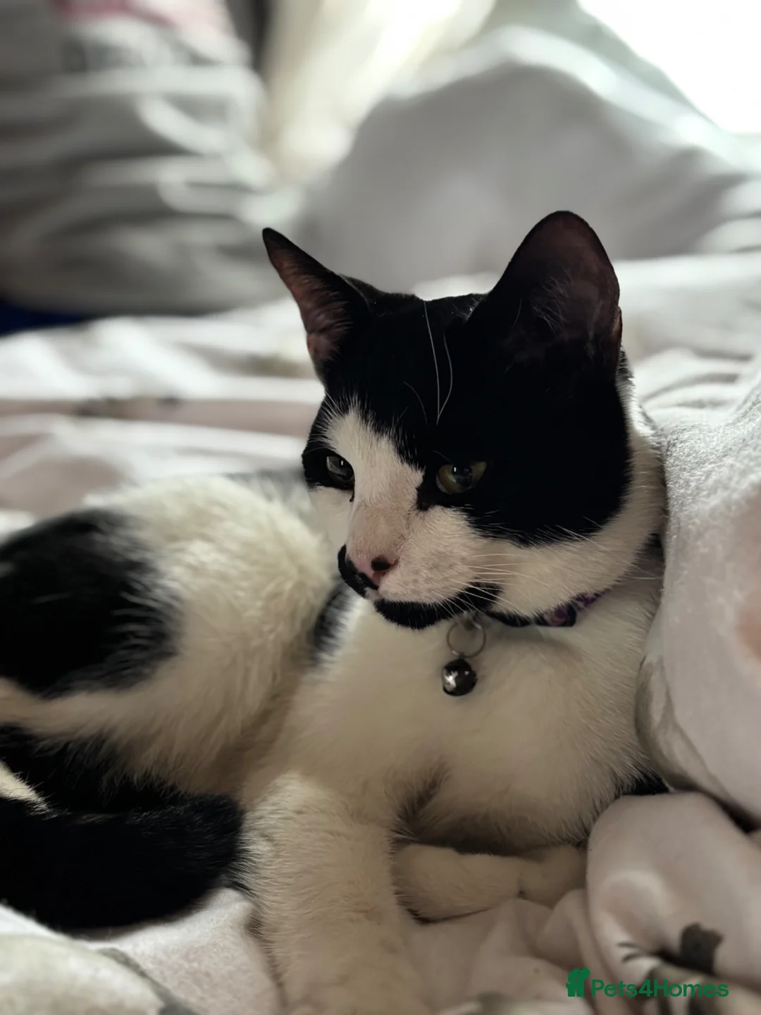 Mixed Breed cats for sale: Gorgeous Affectionate Boy - Advert 1