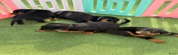 Rottweiler dogs for sale: Not tobe missed Beautiful strong healthy pups  - Advert 5