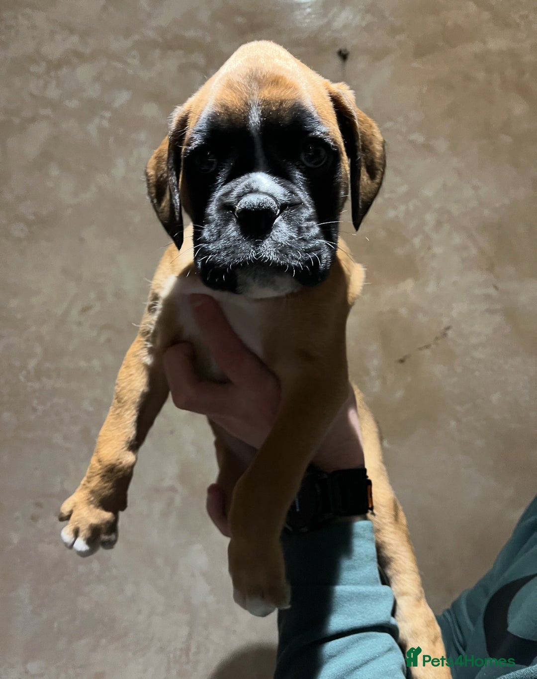 Boxer dogs for sale: Boxer puppies for sale  - Advert 17